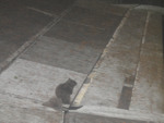 102.jpg